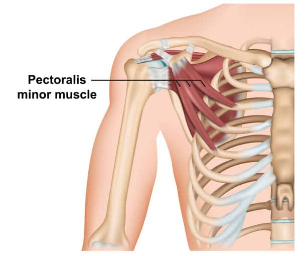 pectoralis minor